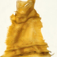 Ford Transmission Skin - 1994